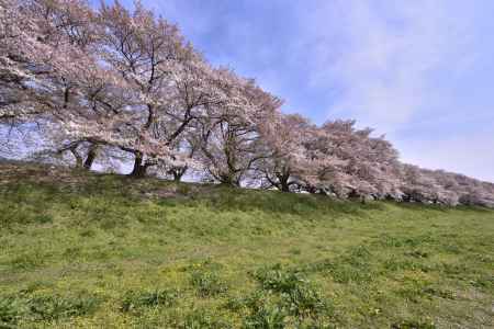 横から背割堤（１）