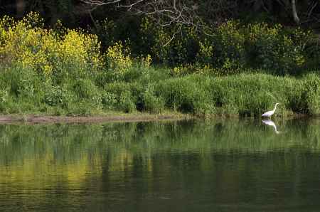 春だなぁ・・・