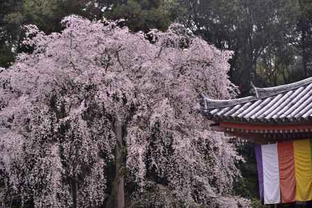 醍醐の桜（２）