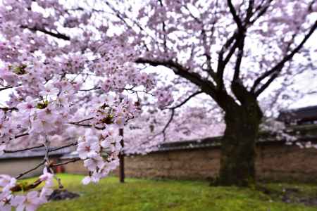 醍醐の桜（３）