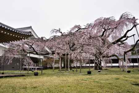 醍醐の桜（５）