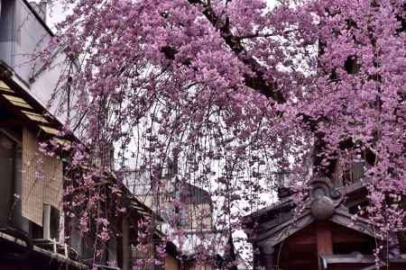 祇園白川・枝垂れ