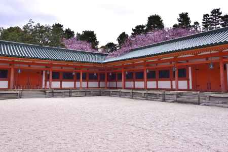 平安神宮神苑の桜（１４）