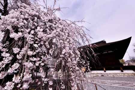 千本釈迦堂の阿亀さくら（４）