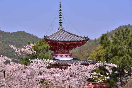 大沢池の桜（３）