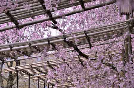 半木の道の枝垂れ桜（１）