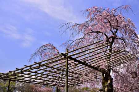 半木の道の枝垂れ桜（３）