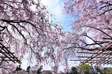 半木の道の枝垂れ桜（４）