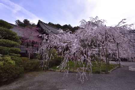 毘沙門堂の枝垂れ（２）