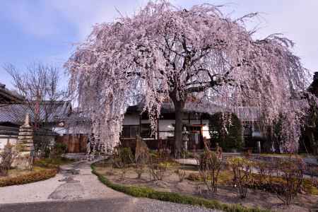 本満寺の大枝垂れ（３）