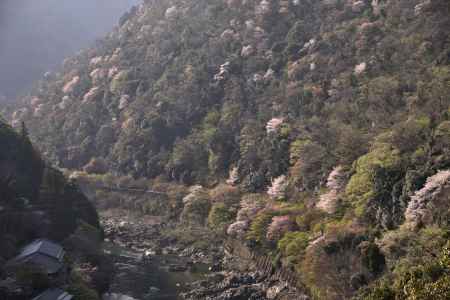 嵐山・山桜（５）
