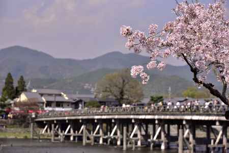 嵐山・桜（１）