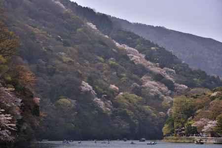 嵐山・桜（２）