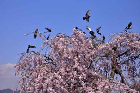 嵐山・桜（５）