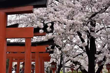 六孫王神社の桜（２）