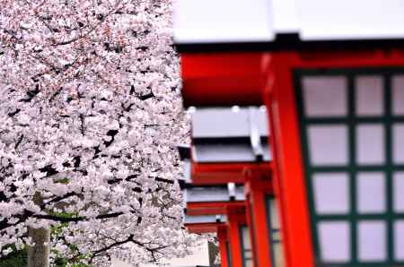 六孫王神社の桜（４）