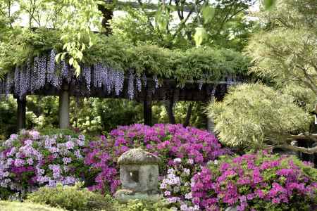 藤と躑躅（１）