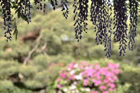 藤と躑躅（３）