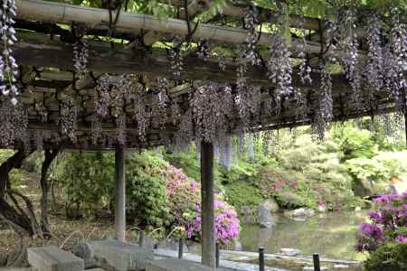 藤と躑躅（５）