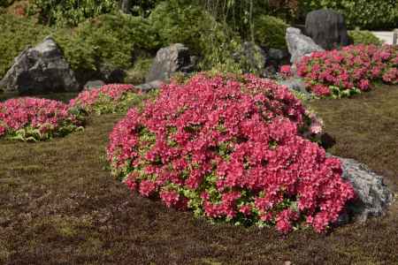 城南宮の躑躅（２）