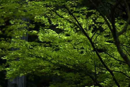 今熊野観音寺の新緑（３）