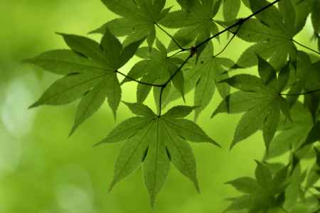 今熊野観音寺の新緑（５）