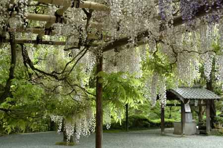 今熊野観音寺の藤（４）
