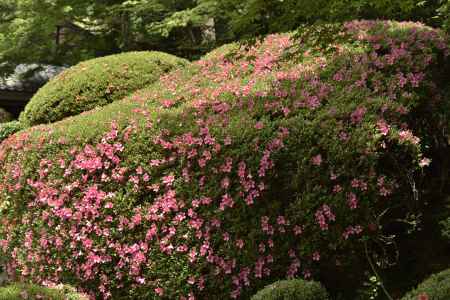 詩仙堂・皐月（７）