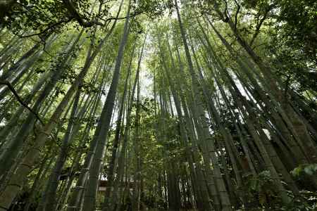 詩仙堂の竹林