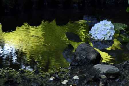 智積院の紫陽花（２）