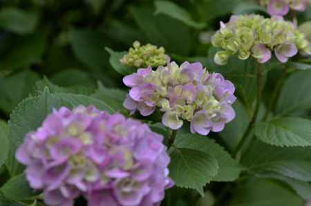 梅宮大社・梅雨時期（７）
