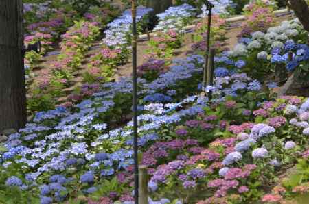 三室戸寺・紫陽花（８）