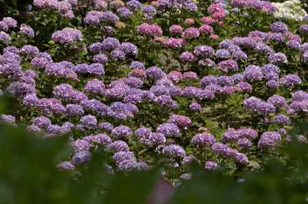 三室戸寺・紫陽花（９）