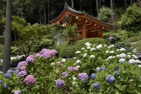 三室戸寺・紫陽花（１０）