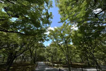 もみじの森から