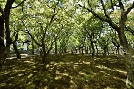 もみじの中の木漏れ日