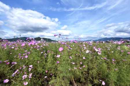 夢コスモス園（１）