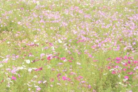 夢コスモス園（２）