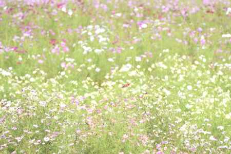 夢コスモス園（３）