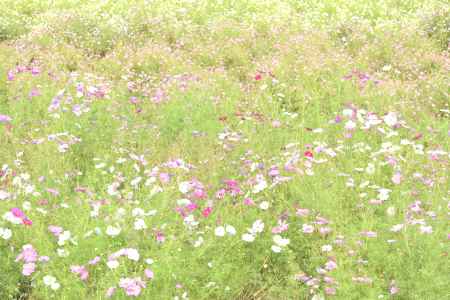 夢コスモス園（４）