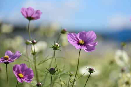 夢コスモス園（５）