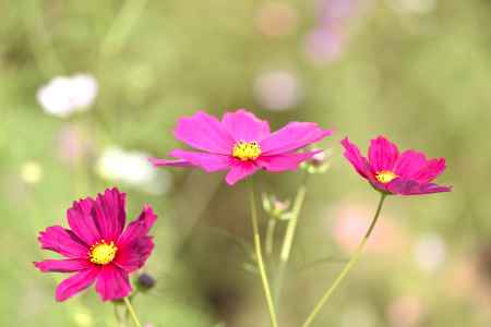 夢コスモス園（６）