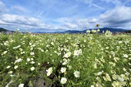 夢コスモス園（７）