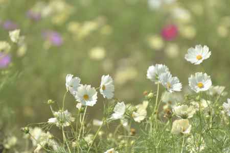 夢コスモス園（１２）