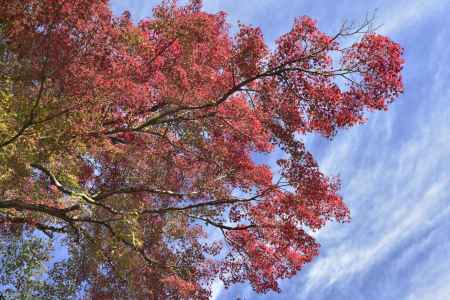 善峯寺（１０）