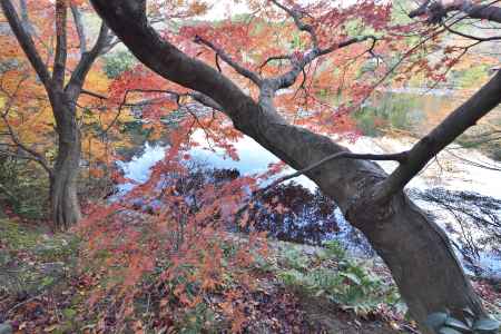 龍安寺・紅葉２０１７（７）