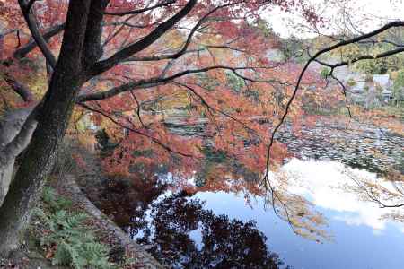 龍安寺・紅葉２０１７（８）