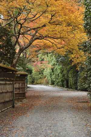 龍安寺・紅葉２０１７（１６）