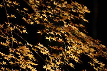 地蔵院・紅葉２０１７（３）