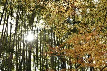 地蔵院・紅葉２０１７（５）